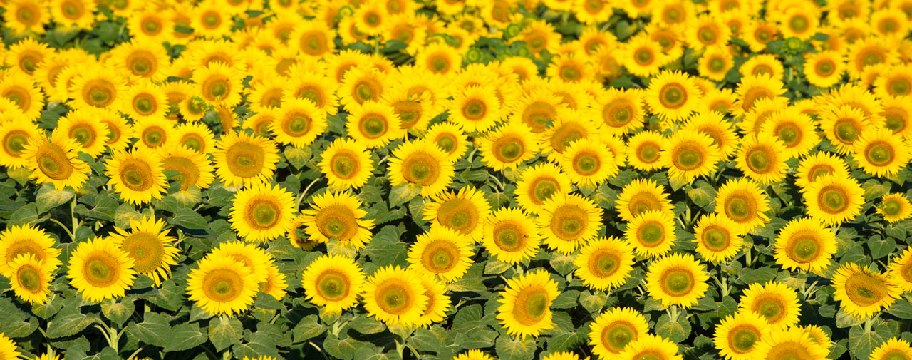 Slide - Sunflowers